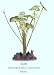 Silk Acetabularia - Small