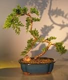 IMAGE OF Bonsai Boy's Juniper Bonsai Tree juniper procumbens 'nana'