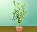 2CHIXGIFTS LUCKY BAMBOO-5