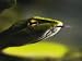 Close-up of the Head of a Whipsnake Photographic Poster Print, 24x18