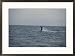 A whale, flukes raised, dives into the Sitkinak Strait Subject Framed Art Poster Print by George F. Mobley, 29x21