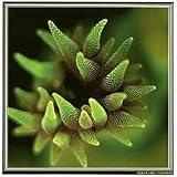 Hard Coral In Bloom--Matt Bailey Oceania Jigsaw