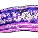 Cartilage (Mammalian)