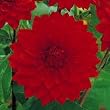 Babylon Red Dinnerplate Dahlia 2 Tubers
