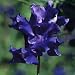 Thompson & Morgan 'King Size Navy Blue' Sweet Pea Flower Seeds