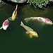 316A0K9QZTL. SL75  Tetra Pond Koi Vibrance Food 2.42 Pounds   16485