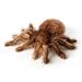 Mini Flopsies Tarantula