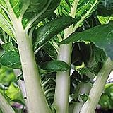 Chinese China Choy Cabbage 450 Seeds - Heirloom -Veggie