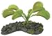 VENUS FLYTRAP PLANT 3