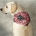 Assorted Holiday 5 Pack PetDannas Dog Bandanna ... Large