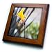 A Yellow Flower that Came From a Bulb Close Up - 8x8 Framed Tile