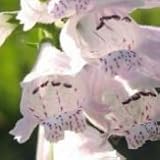 Showy Obedient Plant (Physostegia angustifolia) - Jumbo Wildflower Seed Packet