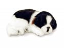 Perfect Petzzz Border Collie