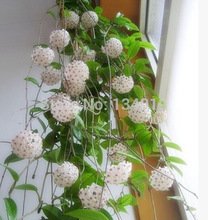 50 Pcs / Bag, Hoya Seeds, Diy Potted Plants, Indoor / Outdoor Pot Seed Germination Rate of 95% Mixed Colors