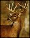 Dewitt 7 Feet x100 Feet Deer Fence Netting
