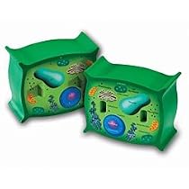 Learning Resources CrossSection Plant Cell Model