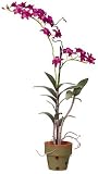 Dendrobium Silk Arrangement w / Clay Pot - Orchid - B001DQD2B4