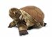Plush Tortoise 10