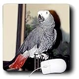 Birds - African Grey Parrot - Mouse Pads
