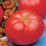 Tomato Seeds - Tomato Beefmaster Hybrid