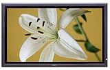 Sony CPFM-42X1/S 42IN XGA 1024X768 SILVER PLASMA