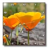 inspirational orange poppies - 10x10 Wall Clock