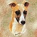 Whippet Woven Lap Square (Throw Blanket)