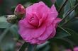 Chansonette Camellia, Five Gallon Plant by Monrovia Growers