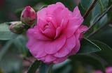 Chansonette Camellia, Five Gallon Plant by Monrovia Growers