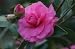 Chansonette Camellia, Five Gallon Plant by Monrovia Growers