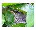 Baby mockingbird hiding in hibiscus Emerging Artists Photographic Poster Print by Olga Curd, 20x16