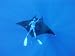 Diver Holds on to Giant Manta Ray, Mexico Premium Photographic Poster Print