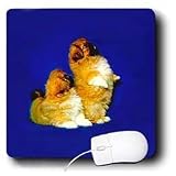 Dogs Pekingese - Pekingese - Mouse Pads