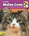 maine_coon29maine coon - Maine Coon