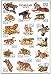 Poster Big Cats - Rolled