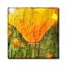 Orange Poppy Flower Tree Bark Art Flower Photography - 8 Inch Glass Tile