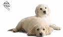 Bark Free Dog Training Device for Barking Dog Problem