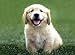 golden retriever - Golden Retriever Puppy Jigsaw Puzzle 30 pc (cardboard) by Melissa & Doug