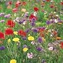 SUTTONS SEEDS: Annual Wildflower Seed Mixture (1000 seeds)