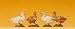Preiser 47077 4 Ducks