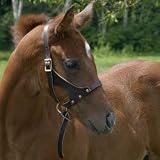 Grow With Me- Foal Halter