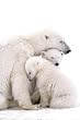 (24x36) Polar Bear Family (Mom and Cubs) Art Poster Print