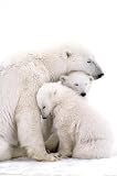 (24x36) Polar Bear Family (Mom and Cubs) Art Poster Print
