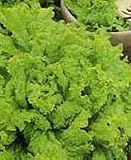 100% Certified Organic: Black Seeded Simpson Lettuce Seeds - B002AR36V6