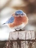 The Mad Bluebird Photograph *Signed by Photographer Michael L Smith *Brand New *Mint condition *Size 8X10