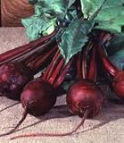 Detroit Dark Red Beet 400 Seeds