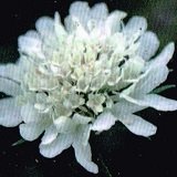 【耐寒性】【宿根草】　スカビオサ　スノーメイデン　2株セット　【イングリッシュガーデン】