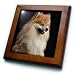 Pomeranian portrait - 8x8 Framed Tile