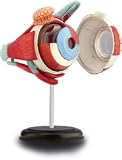 Review Quay  / Eye Anatomy - 4D Puzzle