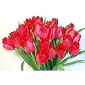 20 Fresh Valentine Tulips